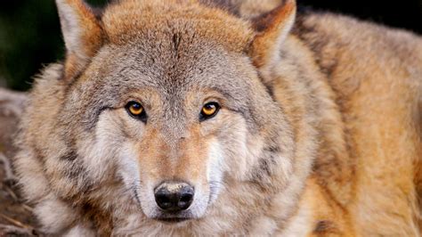Wolf Wallpapers, Pictures, Images