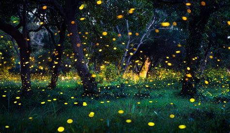 2018 Synchronous Fireflies in the Smoky Mountains