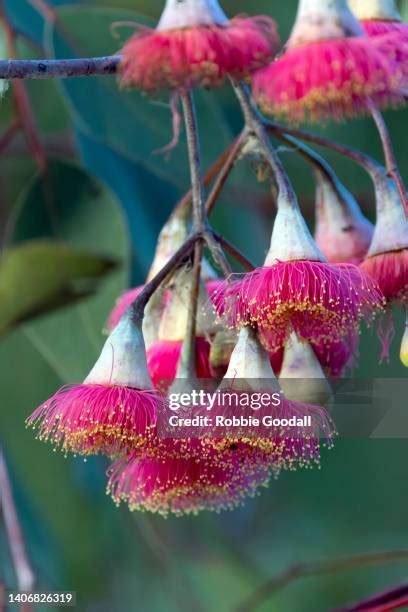 510 Aboriginal Medicinal Plants Stock Photos, High-Res Pictures, and Images - Getty Images