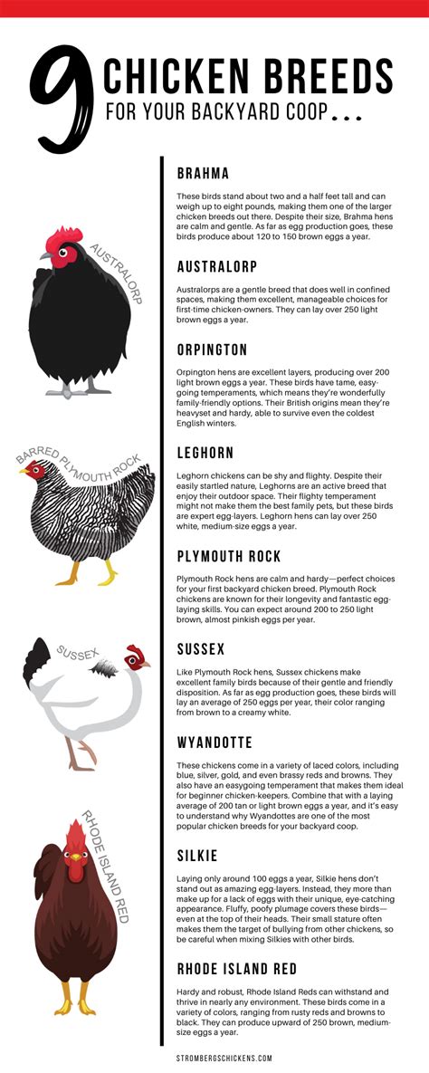 9 Chicken Breeds For Your Backyard Coop - Strombergs