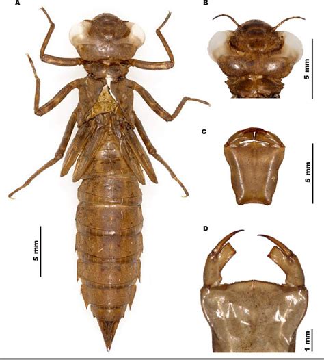 Aeshnidae Larvae