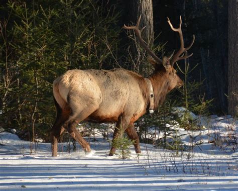 Wisconsin Elk Viewing | Clam Lake, WI Elk Herd | Clam Lake Guide and ...