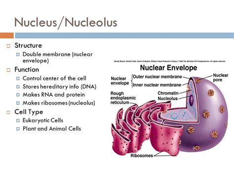 Nucleus Structure And Function