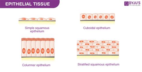 Squamous Epithelial Cells - Definition, location, Function, Structure