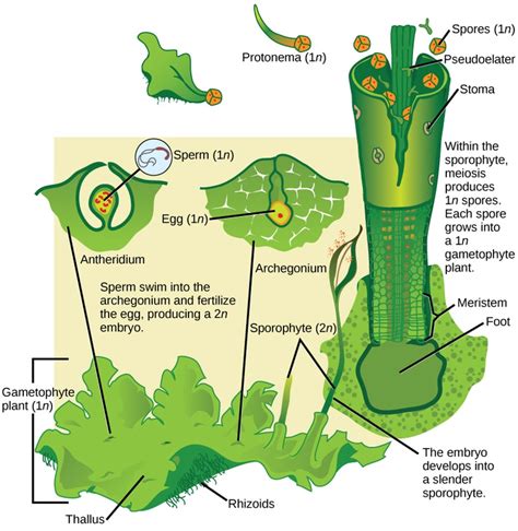 Biology, Biological Diversity, Seedless Plants, Bryophytes | OER Commons