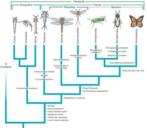 BI256 Lecture Notes - Winter 2017, Lecture 20 - Entognatha, Hexapoda ...