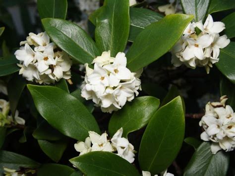 Daphne Plant Care - How To Get Winter Daphnes To Bloom