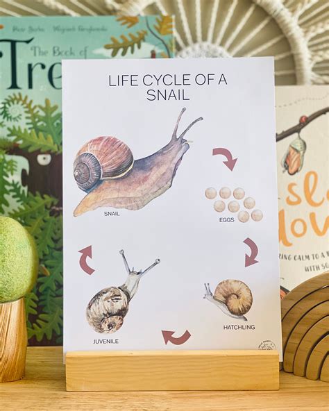 Snail Life Cycle | ubicaciondepersonas.cdmx.gob.mx