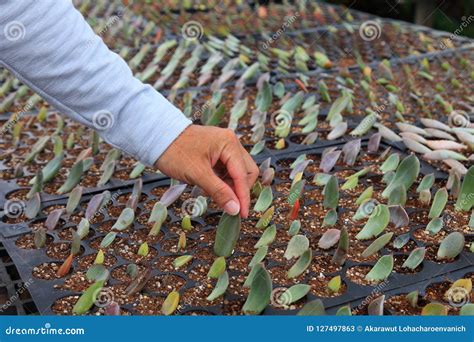 Succulent Propagation by Leaf Cutting Stock Image - Image of nature, perlite: 127497863