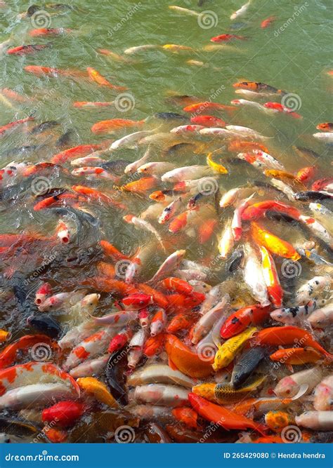 A Collection of Goldfish in a Fish Pond Stock Photo - Image of ...