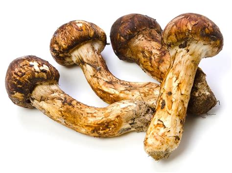 What Are Matsutake Mushrooms, and How Are They Used?