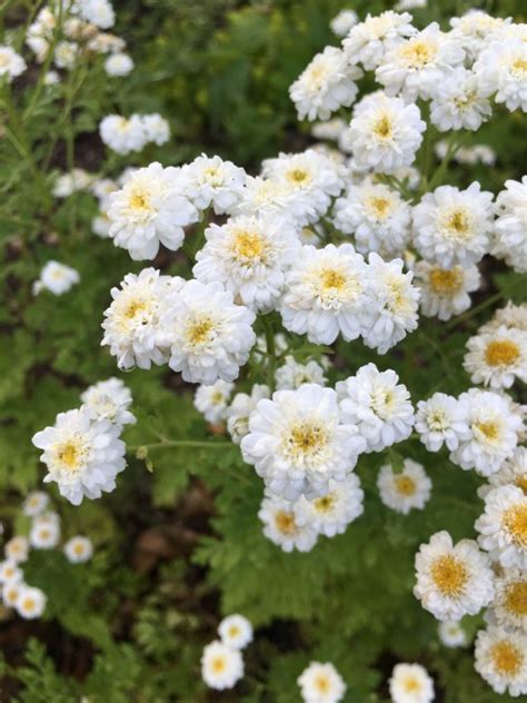 Garden Bloggers Bloom Day: Feverfew - pegplant