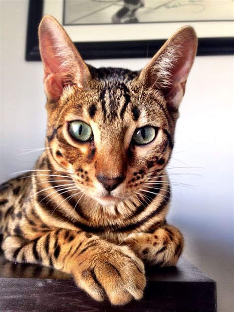 bengal kitten | Animaux, Chat