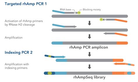 Accelerate your amplicon sequencing | rhAmpSeq | IDT