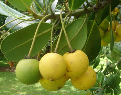 Polynesian Produce Stand : ~ASSAPOOKOO~ Manilkara balata BALATUS ...