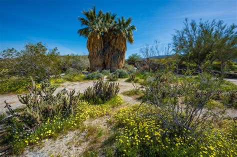 Anza-Borrego Desert State Park Wildflower Super Bloom - Travel Caffeine