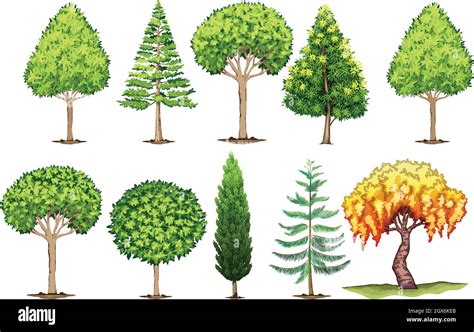 Types of pine trees hi-res stock photography and images - Alamy