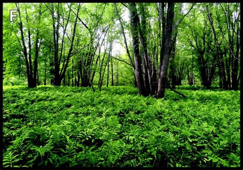 Lumbricus Rubellus Habitat