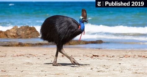 A Giant Bird Killed Its Owner. Now It Could Be Yours. - The New York Times