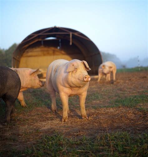 Thinking of Raising Free-Range Pigs? A farmer shares his… | Pig farming ...