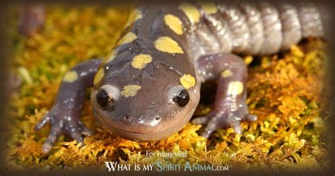 Salamander Symbolism & Meaning | Spirit, Totem & Power Animal