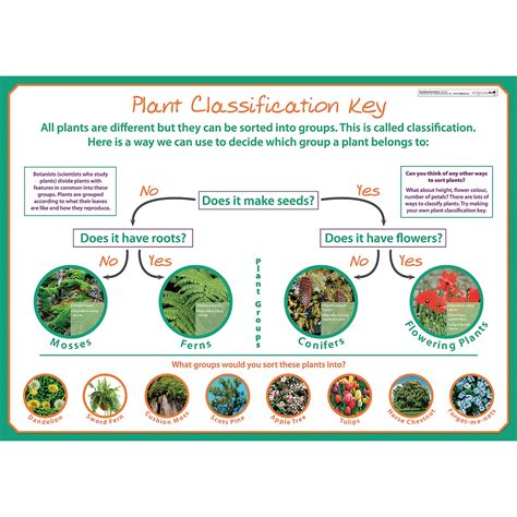 Classifying Plants poster - HE1545255 | Hope Education