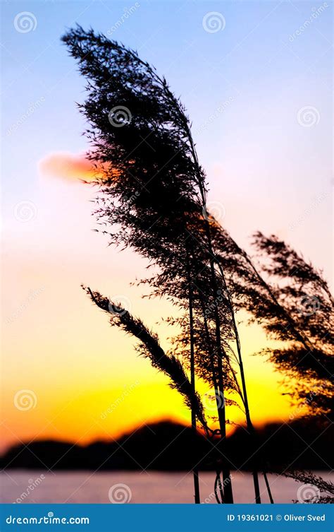 Beautiful Sunset with Bamboo Stock Image - Image of molder, beach: 19361021