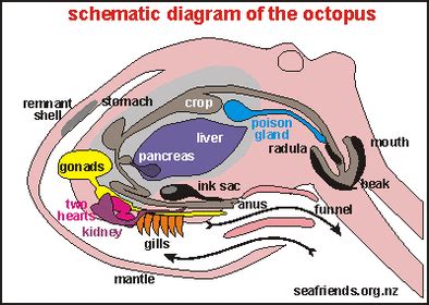 Octopus - Feeding