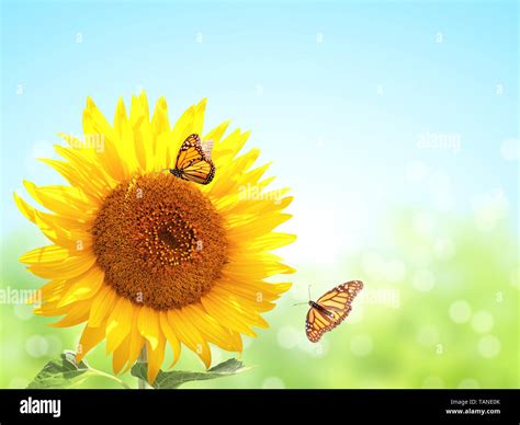 Bright yellow sunflower and two butterflies monarch (Danaus plexippus, Nymphalidae) on blurred ...