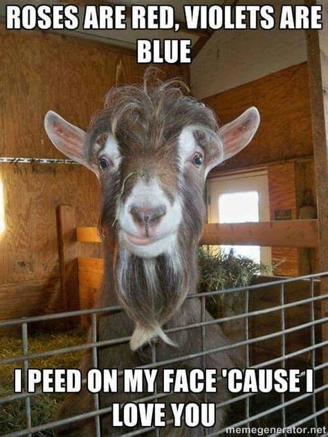 13 Best Funny goat memes images | Cute goats, Baby goats, Goats