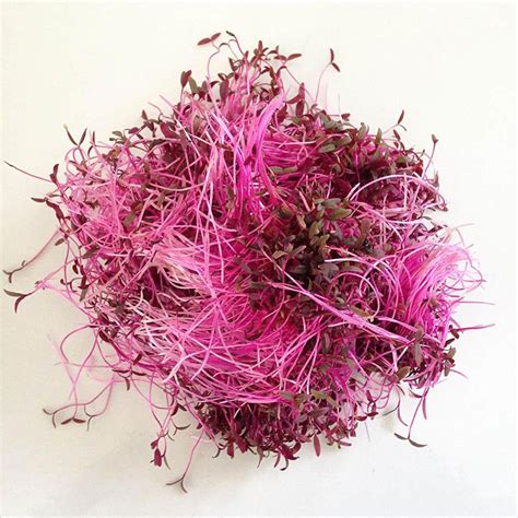 Amaranth Microgreens and Germinations | Micro Plants Robert