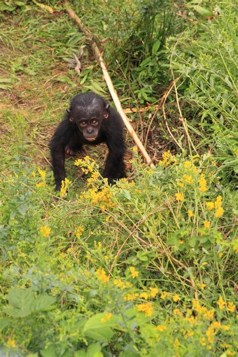 Bonobo Baby Monkey Walking on Two Legs Stock Image - Image of youngster ...