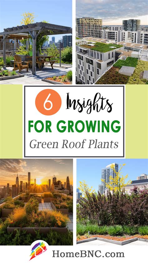 Facts and Features for Growing Green Roof Plants