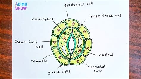 How To Draw a Stomata diagram and Label | Step By Step Tutorial 🌿🍃 ...