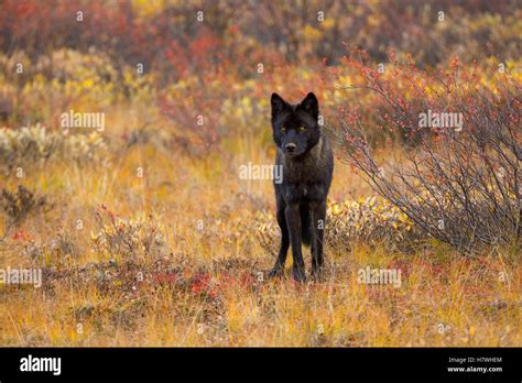 Gray Wolf (Canis lupus) young dark male on coloful fall tundra, Denali ...