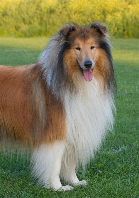 Lassie Dog