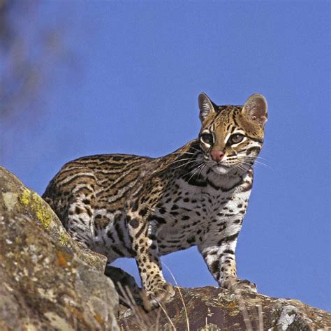 10 Facts About Beautiful Ocelots - Factopolis