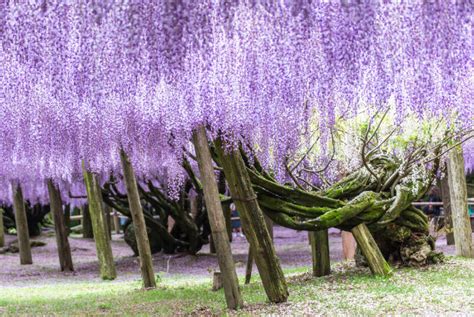 Wisteria Flower Tunnel in Japan's Kawachi Fuji Garden: Photos and Facts That'll Tempt You to ...