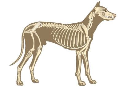 Dog Spinal Vertebrae Anatomy