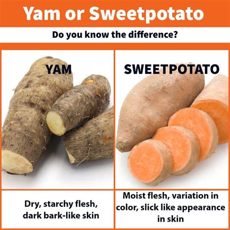 Hvad Er Forskellen Mellem En Sødkartoffel Og En Yam? | North Carolina SweetPotatoes | Chad Wilken's