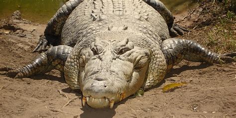 How the Crocodile Became An Enduring Egyptian Symbol | Egyptian Streets