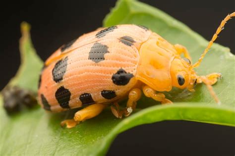 Premium Photo | Closeup shots of the life cycles of leaf beetle