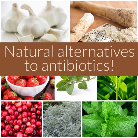 8 Natural Alternatives To Antibiotics - Rogue Preparedness - how to get ...