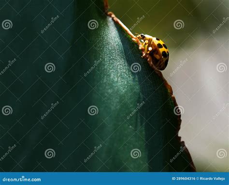 Lady bug walking on a leaf stock photo. Image of beetle - 289604316