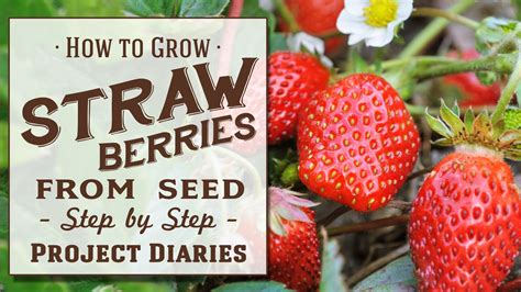 Are Strawberries Easy To Grow From Seed