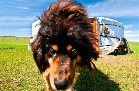 Life On The Steppe - Mongolian Dogs - Eternal Landscapes Mongolia