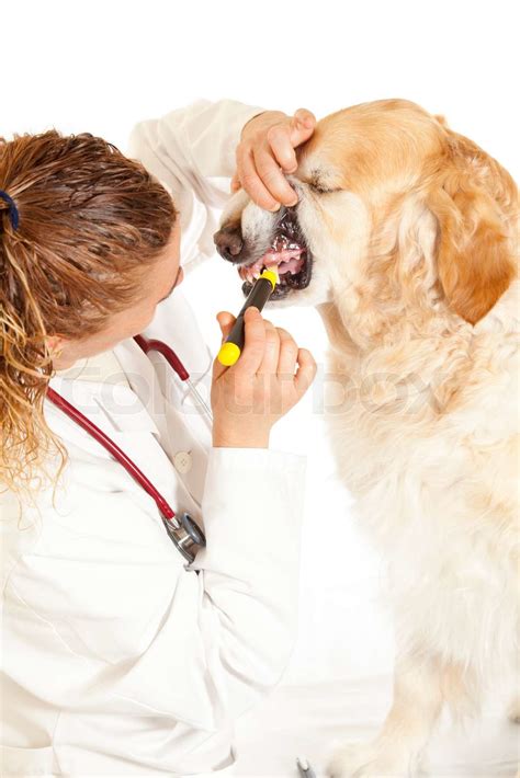 Veterinary consultation | Stock image | Colourbox