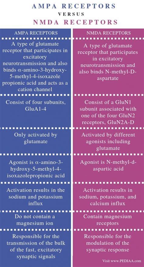 Difference Between AMPA and NMDA Receptors - Chiropractic Scientists | 915-850-0900