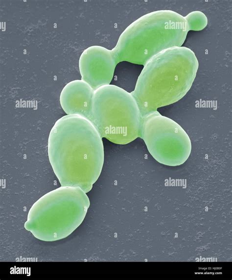 Yeast cells. Coloured scanning electron micrograph (SEM) of cells of ...