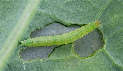 Diamondback Moth: Identification, Life Cycle, Facts & Pictures